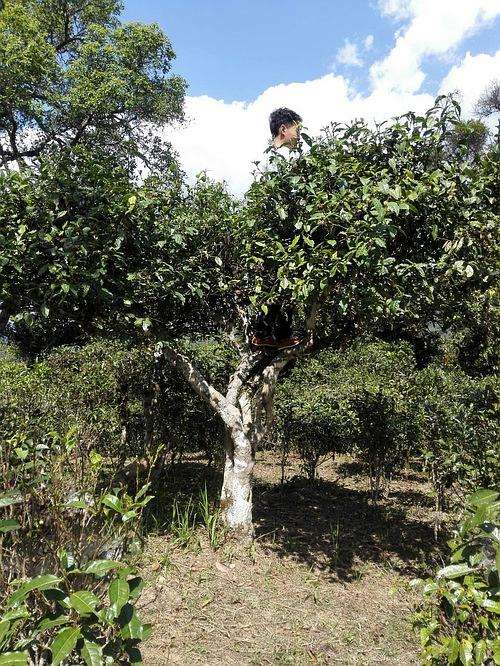 2022年攸樂古樹春茶多少錢一公斤？