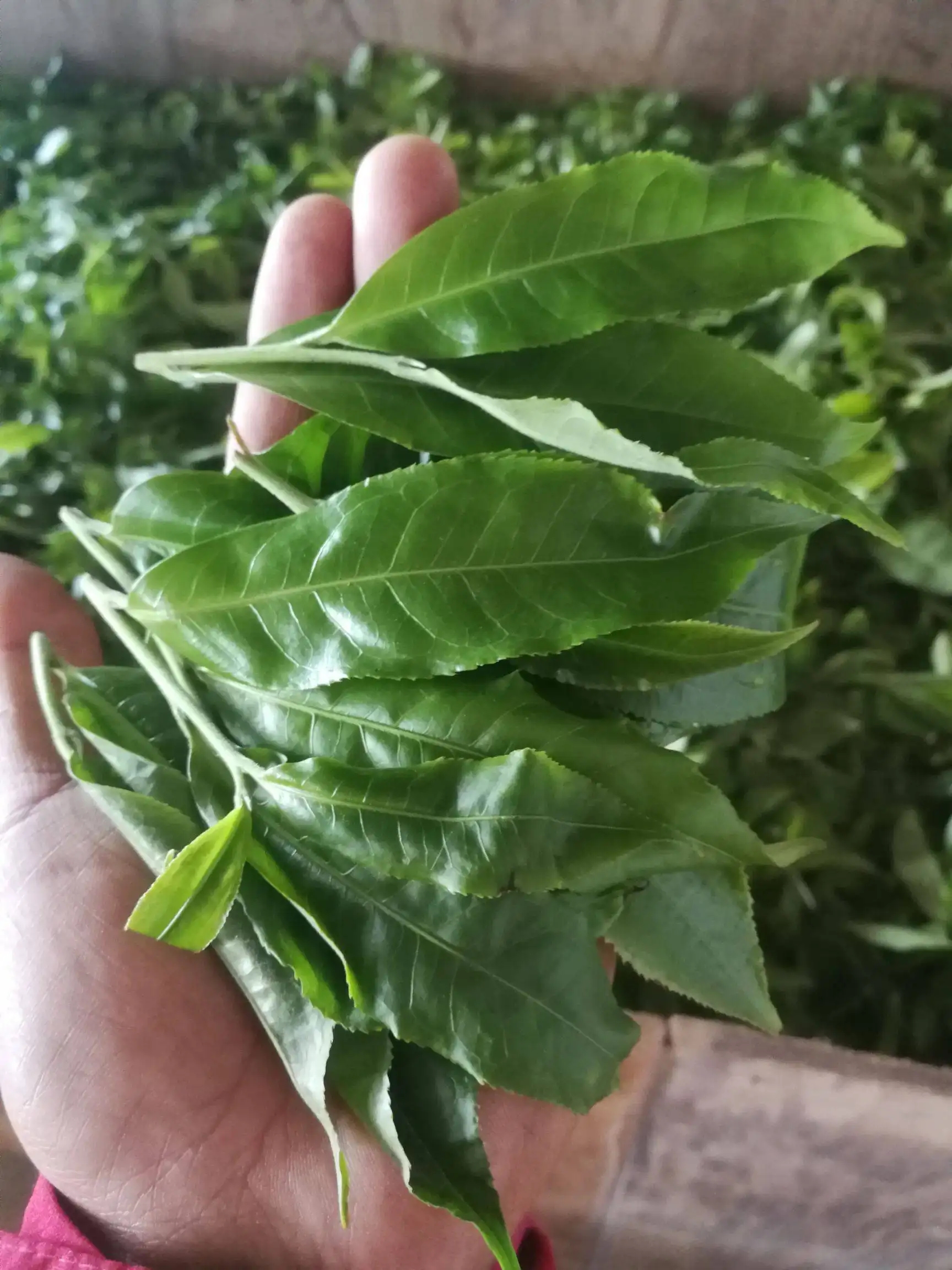 2022年易武曼秀古樹春茶價格？