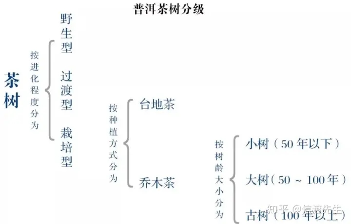 2022年按順序排列普洱茶樹等級 怎么分？