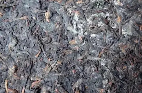 普洱茶泡了之后有霉味怎么辦？