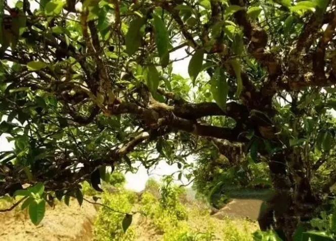 如何鑒別普洱茶樹(shù)齡？