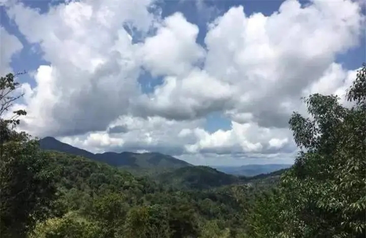 喝普洱茶的人為什么喜歡追山頭？無非就是這幾個(gè)原因