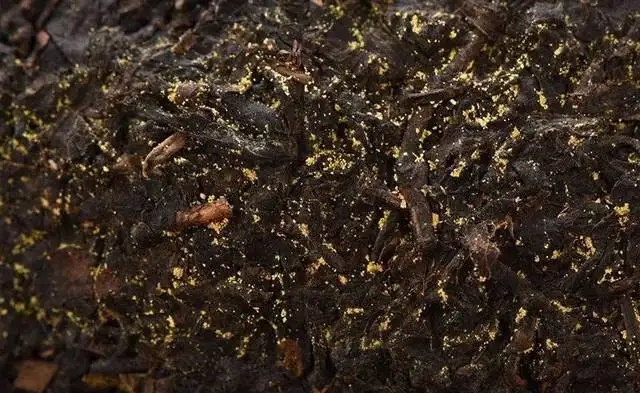普洱茶的金花怎么鑒別？
