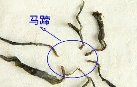 馬蹄竟然還能喝？普洱茶里的馬蹄你有了解過嗎？