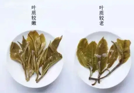 生普？熟普？如何挑選一款普洱茶？