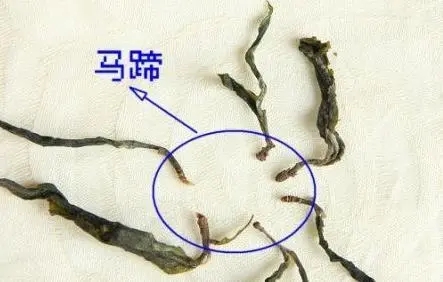 馬蹄竟然還能喝？普洱茶里的馬蹄你有了解過嗎？