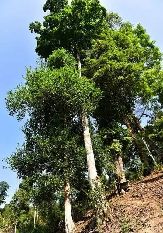 普洱茶概念中的“國有林”、“高桿古樹”是怎么樣的存在？