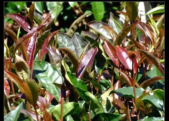 紫芽普洱茶真的都很珍貴嗎？這篇文章說到你心坎上了