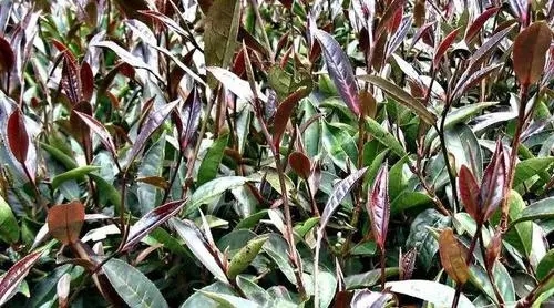 紫芽普洱是什么茶？