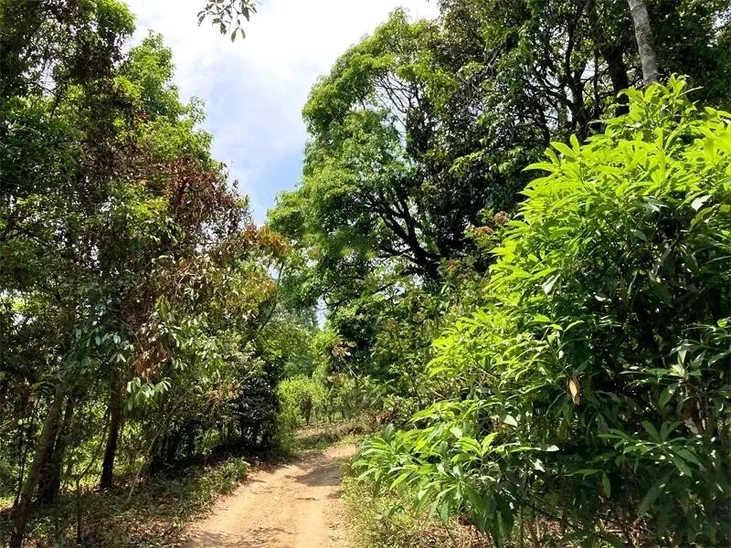 茶山紀實：犀牛塘，最近能火是有原因的