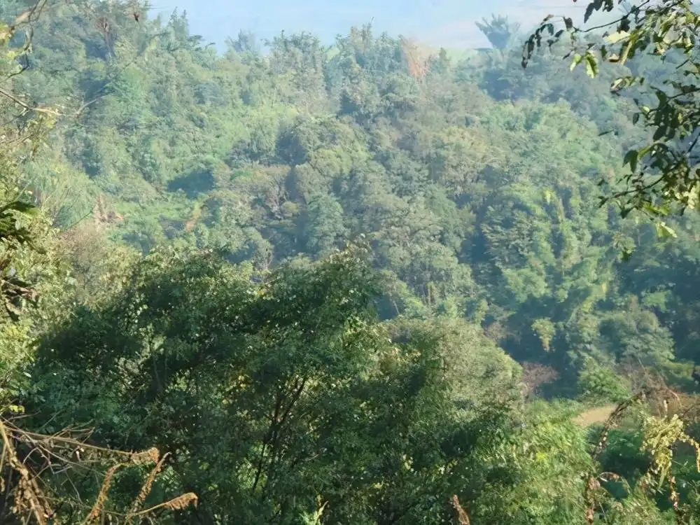 茶山紀實：再進犀牛塘，不一樣的感覺；菁瑤可以預見的豐收年