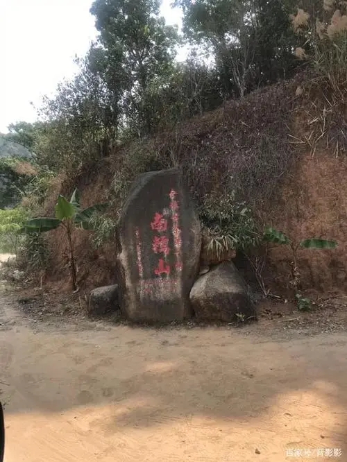 古茶第一村”，你見過這樣的茶樹嗎？