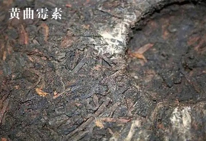 普洱茶有黃曲霉毒素，喝了會致癌？不黑不吹，咱用事實(shí)說話