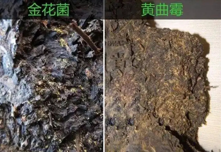 從普洱茶致癌論說開，再談普洱茶與黃曲霉毒素的關(guān)系。