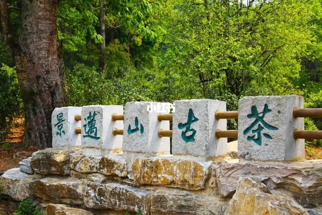 普洱茶的年份：新茶、老茶、中期茶、印級茶、古董茶