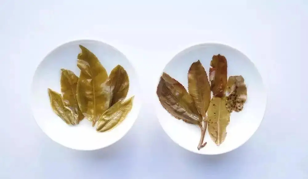 普洱茶的九種山寨版本，喜歡普洱茶的一定要看