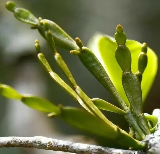 “螃蟹腳”是什么？