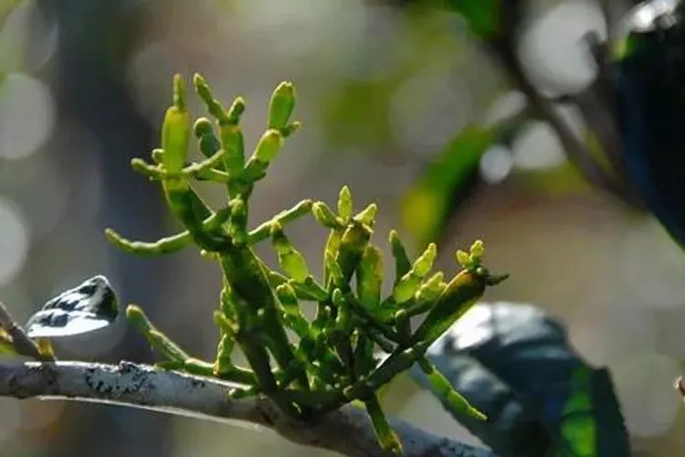 什么是螃蟹腳？茶界的螃蟹腳可能和你想的不一樣！