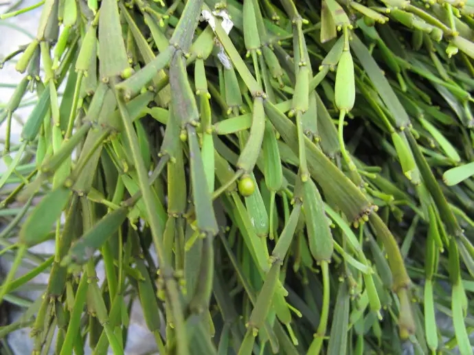 普洱茶中的“螃蟹腳”，到底是什么？如何辨別？