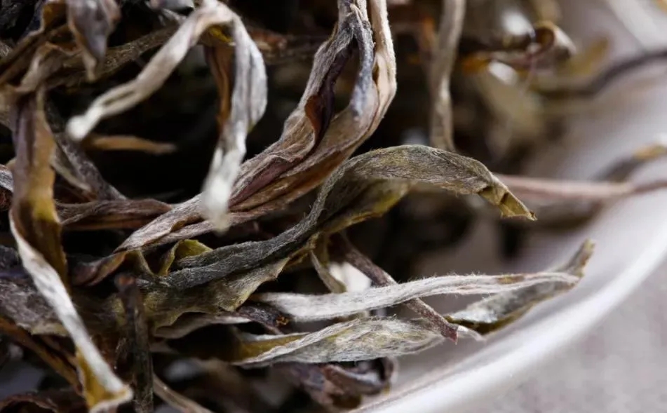 普洱茶樹(shù)生長(zhǎng)的海拔越高，品質(zhì)就越好嗎？