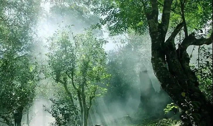 獨有神韻的瀾滄景邁古樹茶！