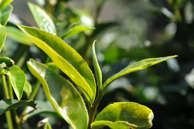 普洱茶“山野氣韻”如何形成？