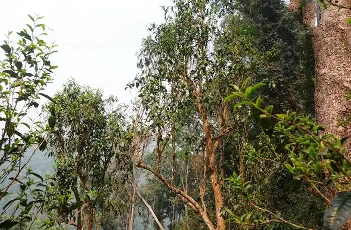 易武白茶園 | 量少珍稀古樹茶、易武茶中的佼佼者~香揚(yáng)水柔有內(nèi)質(zhì)