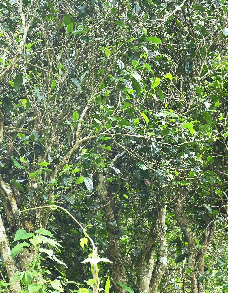 香竹箐：千年的觸摸，穿越時(shí)空的證明