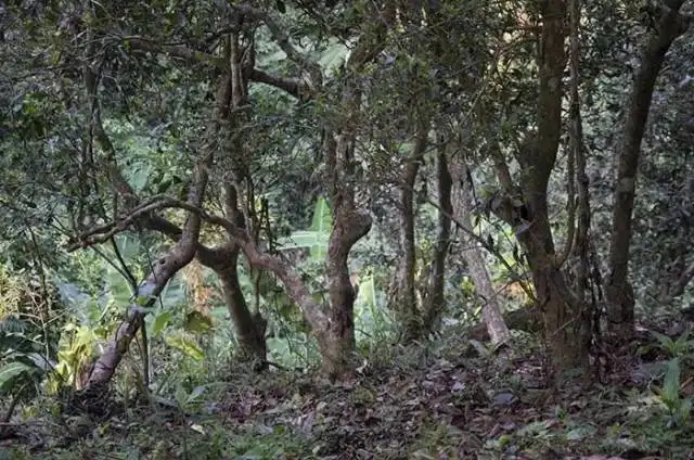 一山一味，山頭茶存在的意義究竟是什么？