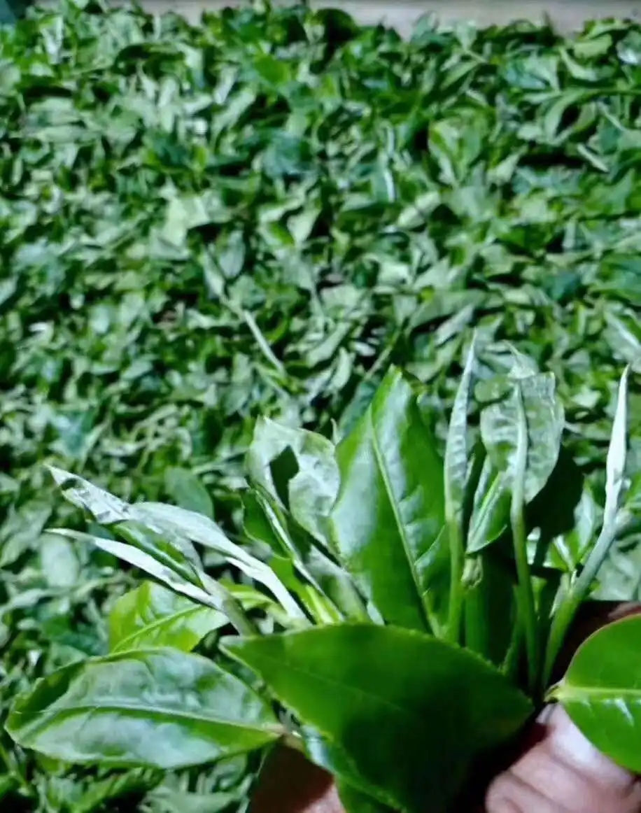 【答疑解惑】關(guān)于勐庫大葉種，你了解多少？