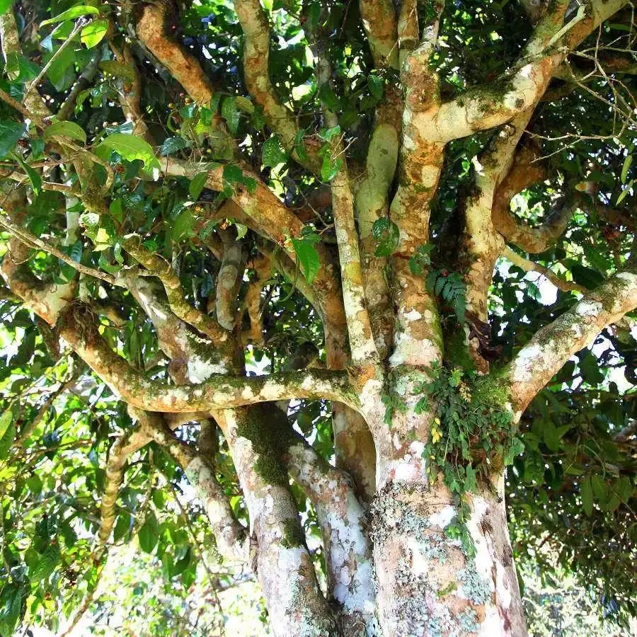 來自易武秘境的至味臻品！氣韻強(qiáng)勁，余韻深邃，一口喚醒你的味蕾~