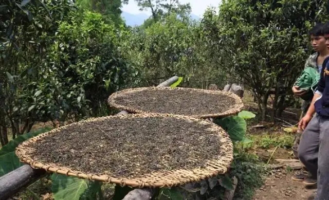 顛覆認知！普洱茶的傳統(tǒng)工藝究竟是什么？