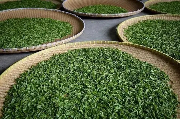 傳統(tǒng)普洱茶殺青工藝原理，專家們是這樣說的
