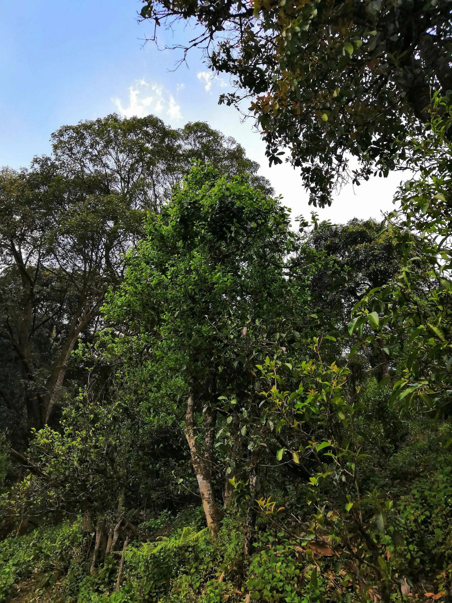 古樹茶的市場，未來該如何發(fā)展？