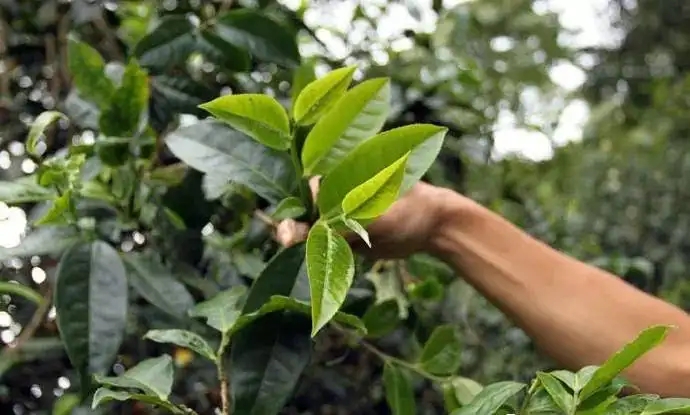 云南大葉種和小葉種是一個(gè)品種嗎？?jī)烧哂泻蝺?yōu)勢(shì)？