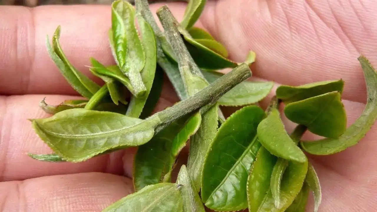 云南大葉種曬青毛茶，是什么茶？