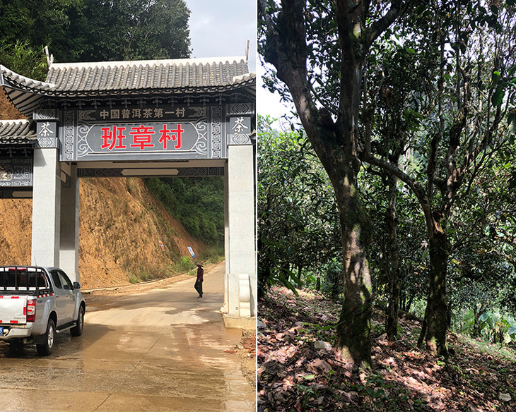 2023年新班章古樹春茶品質(zhì)怎么樣？