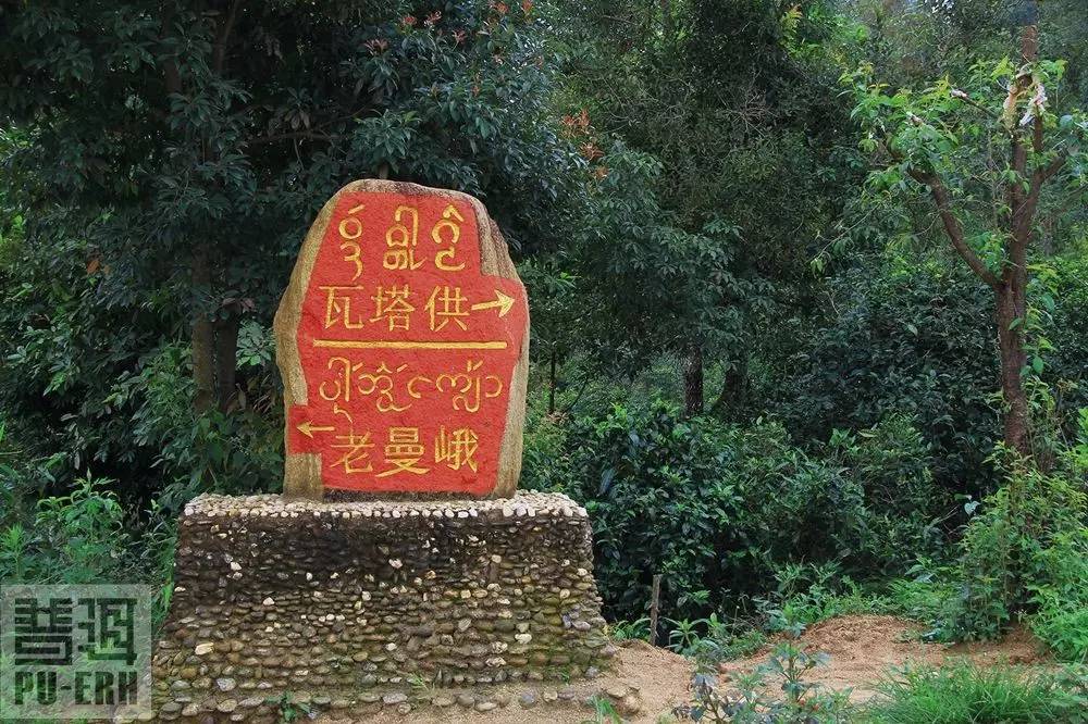 2023年老曼峨古樹春茶特點是什么？