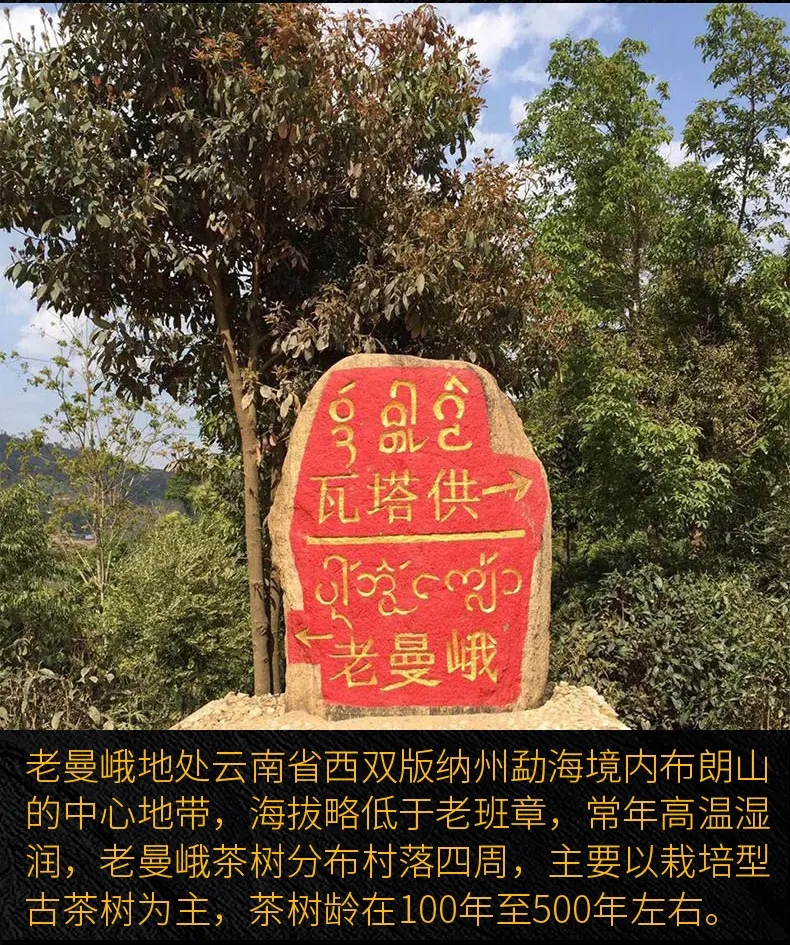 2023年老曼峨古樹春茶口感？
