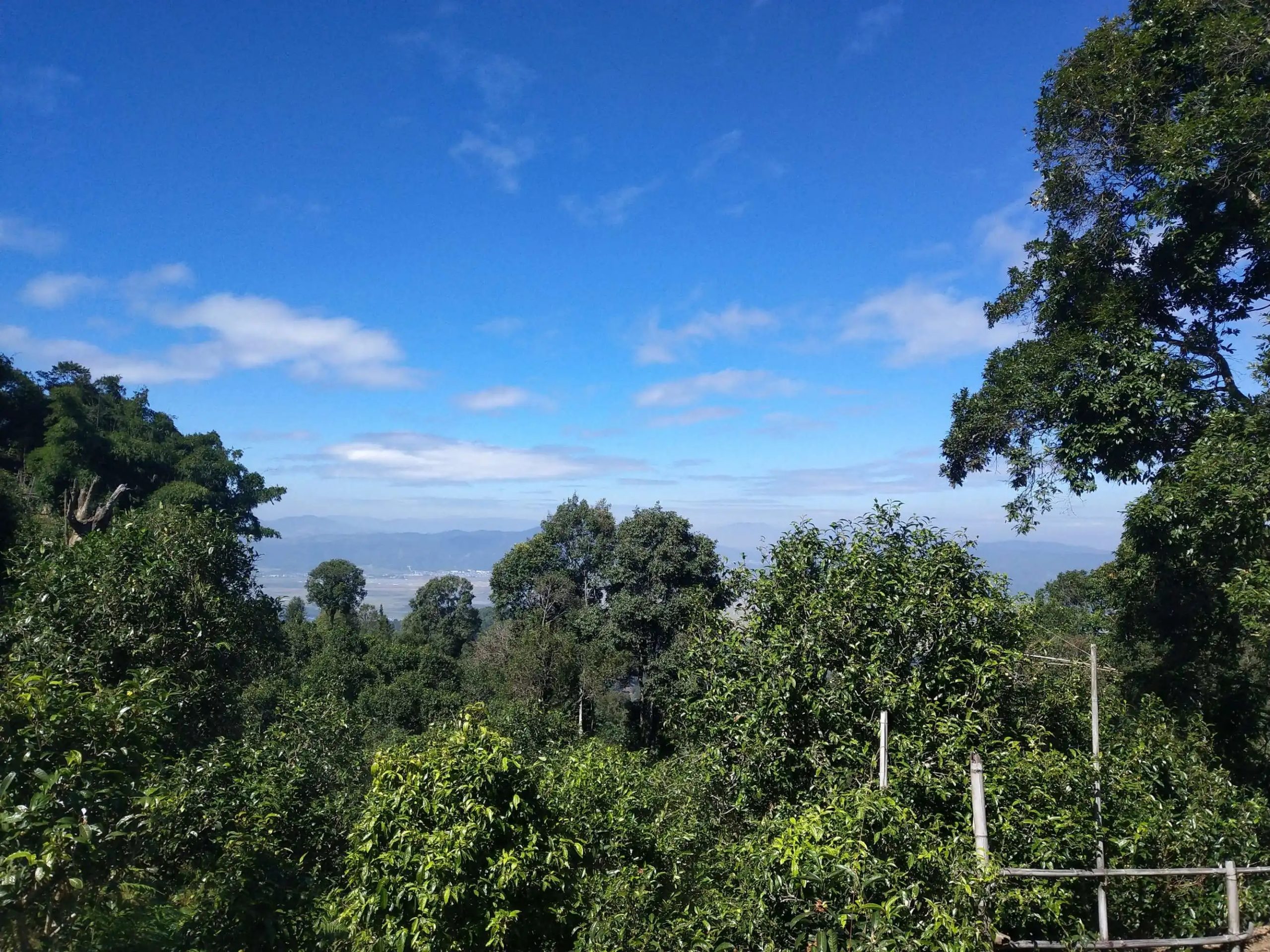 2023年廣別老寨古樹春茶特點(diǎn)是什么？