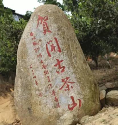 2023年賀開古樹春茶品質(zhì)如何？