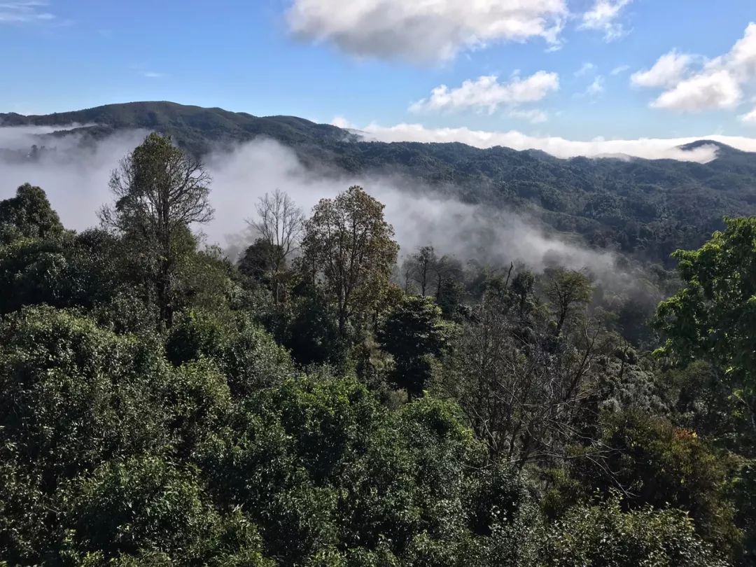 2023年賀開(kāi)古樹(shù)春茶特點(diǎn)是什么？