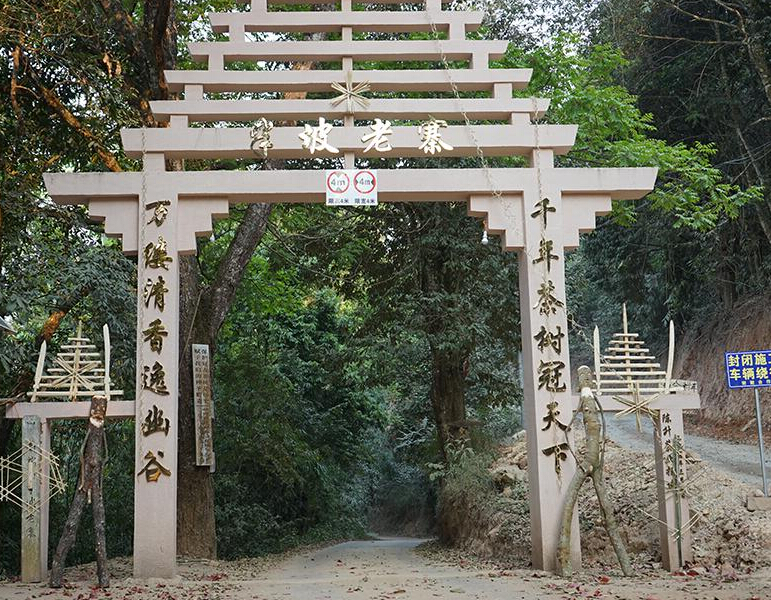 2023年半坡老寨古樹(shù)春茶品質(zhì)？