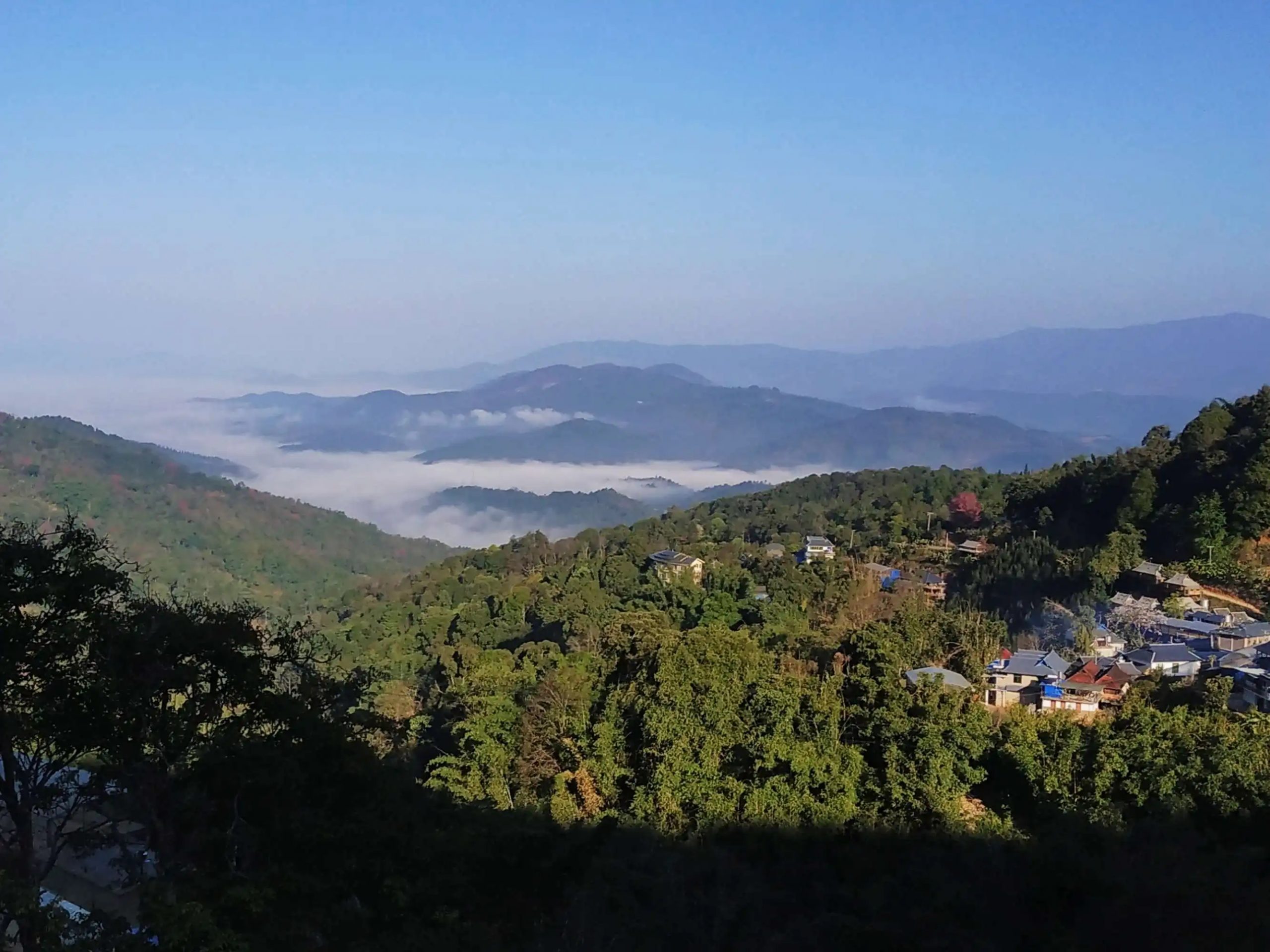 2023年南糯山古樹(shù)春茶口感如何？