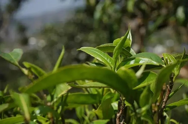 2023年那卡古樹春茶多少錢一公斤？