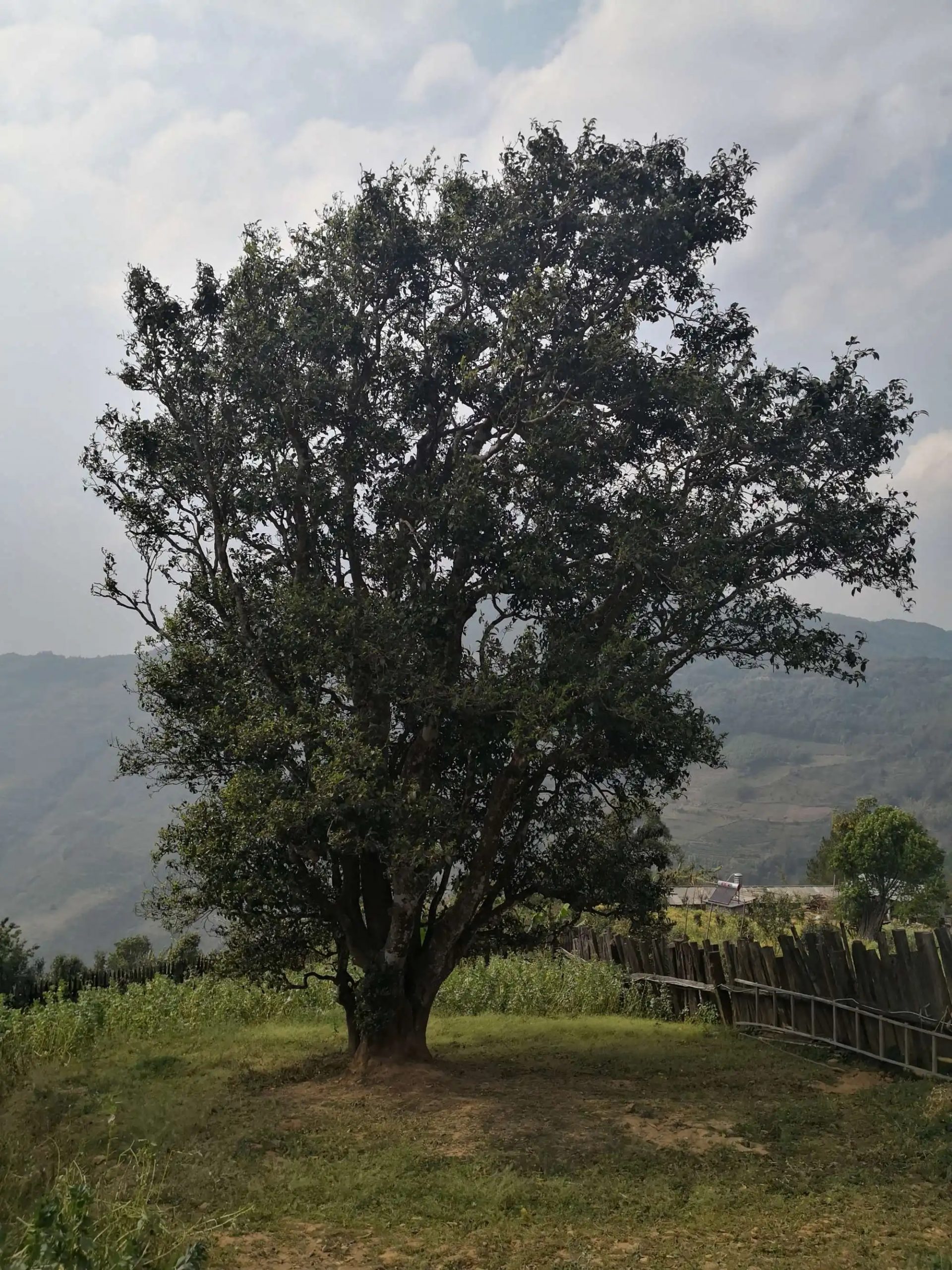 2023年邦崴古樹春茶口感怎么樣?