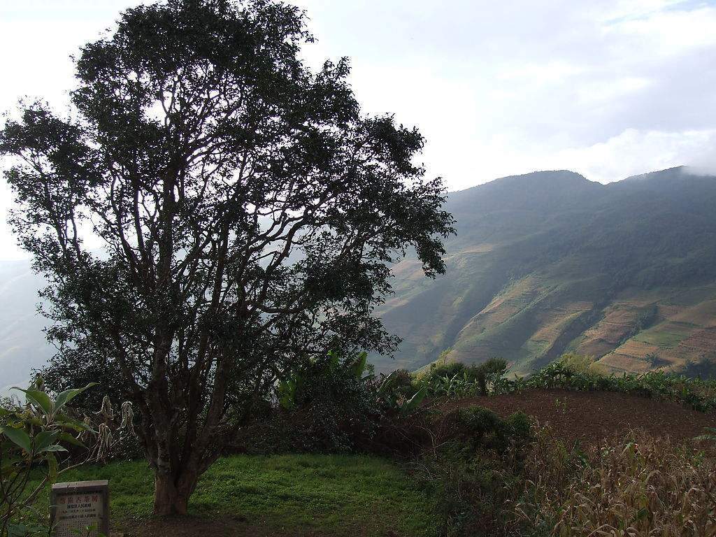 2023年邦崴古樹春茶多少錢一公斤？