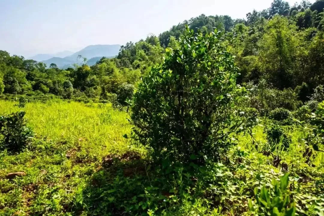 2023年迷帝古樹春茶特點(diǎn)是什么？