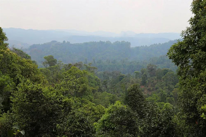 2023苦竹山古樹春茶口感怎么樣？