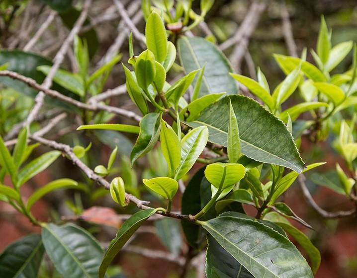 2023年苦竹山古樹春茶多少錢一公斤？